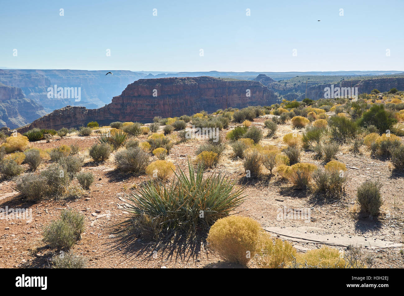 Le piante del deserto sulle pietre del Grand Canyon Foto Stock