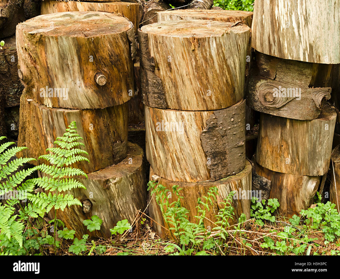 Pila di tagliare i registri ad albero, Colonsay casa Boschi, Isola di Colonsay, Scotland, Regno Unito. Foto Stock