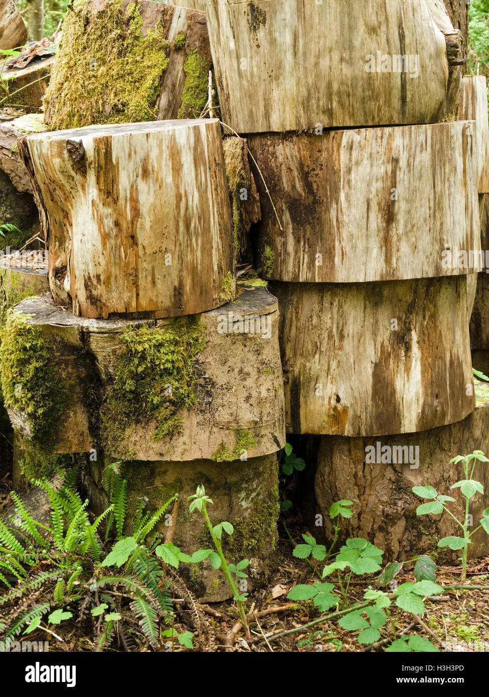 Pila di log tagliati, Colonsay House Gardens boschi, Isola di Colonsay, Scotland, Regno Unito. Foto Stock