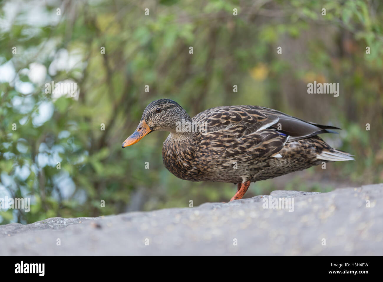 Una femmina di Mallard duck Foto Stock
