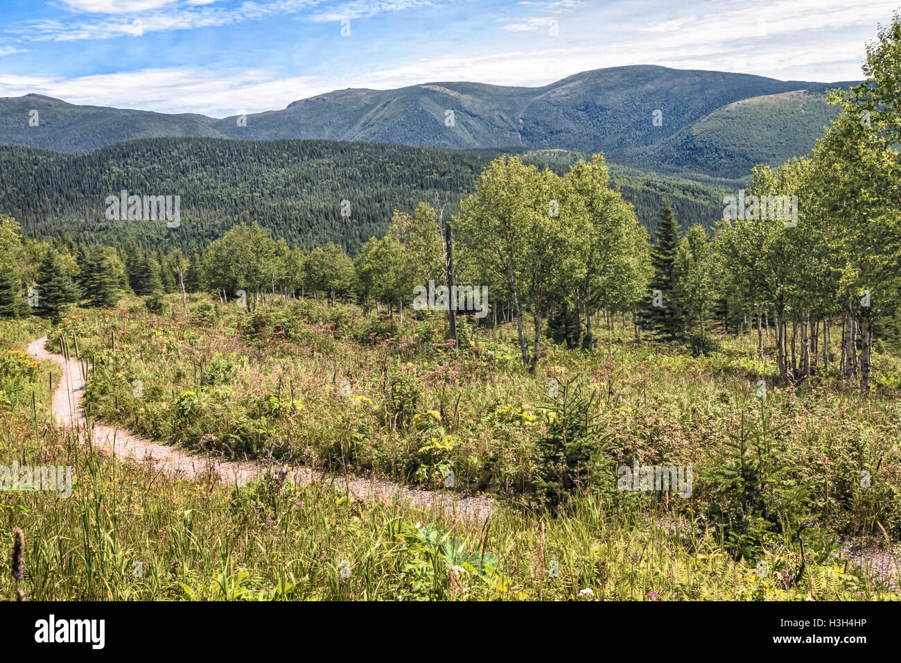 Montare Ernest-Laforce Sentieri nel Parco Gaspésie, Québec, Canada Foto Stock