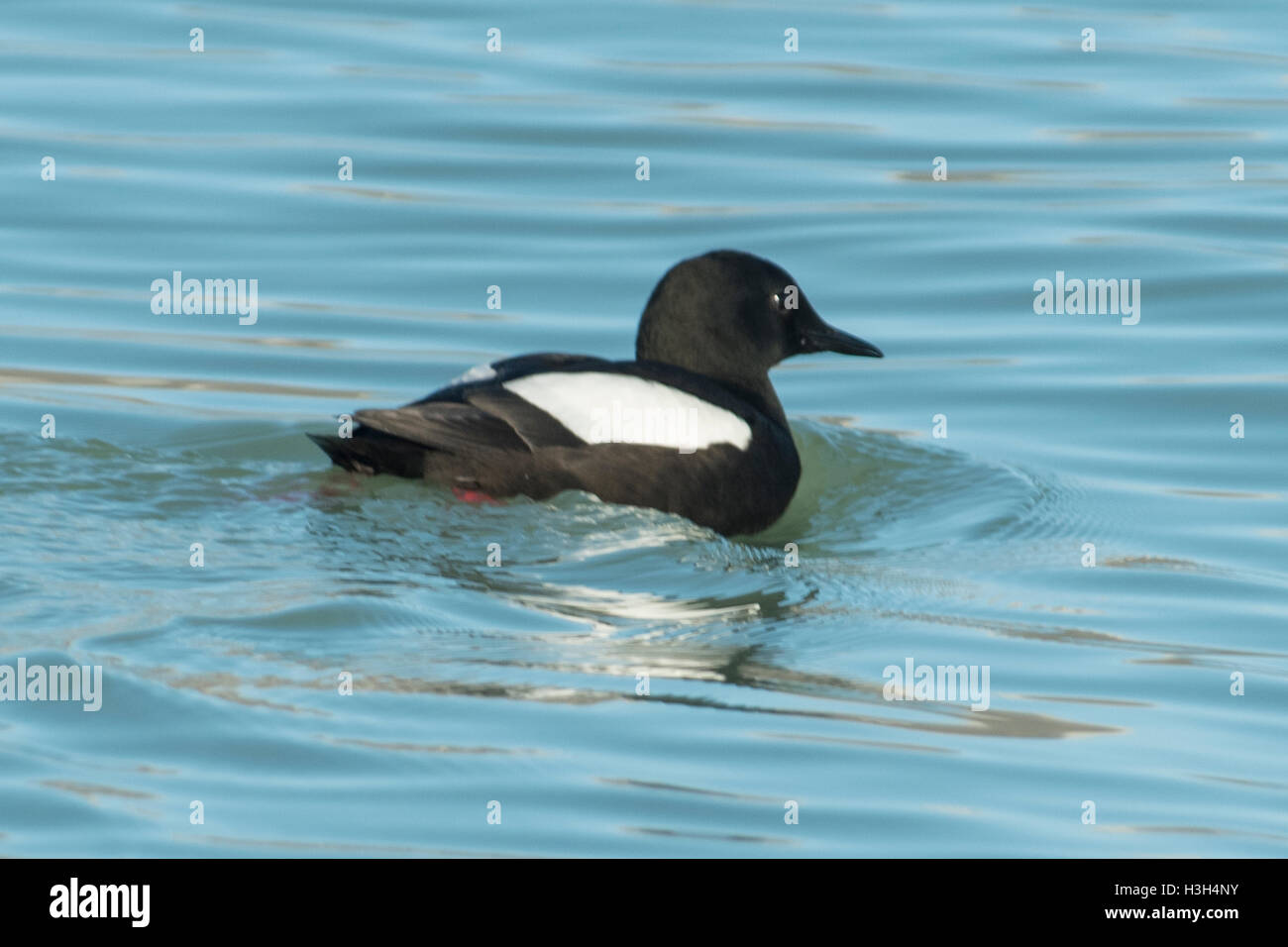 Black Guillemot, Cepphus grylle Foto Stock