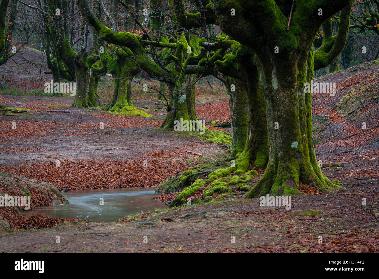 Il parco di natura Gorbea, Parque Natural de Gorbea, foresta di Otzarreta, Gorbeia, Paese Basco, Bizkaia, Spagna Foto Stock