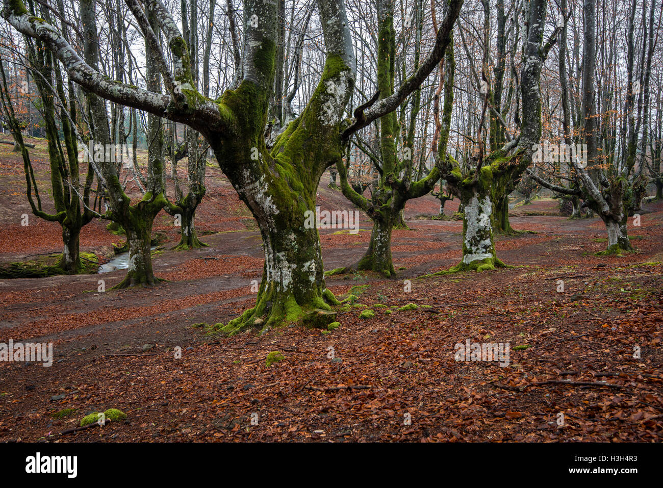 Il parco di natura Gorbea, Parque Natural de Gorbea, foresta di Otzarreta, Gorbeia, Paese Basco, Bizkaia, Spagna Foto Stock