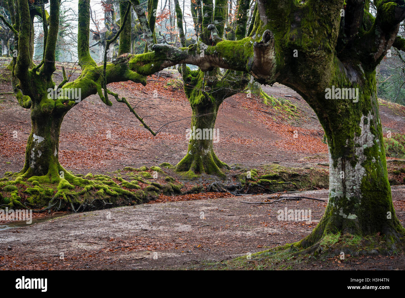 Il parco di natura Gorbea, Parque Natural de Gorbea, foresta di Otzarreta, Gorbeia, Paese Basco, Bizkaia, Spagna Foto Stock