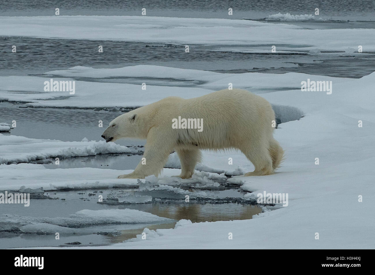 Orso polare, Ursus maritimus sulla banchisa vicino alle Isole Svalbard, Norvegia Foto Stock