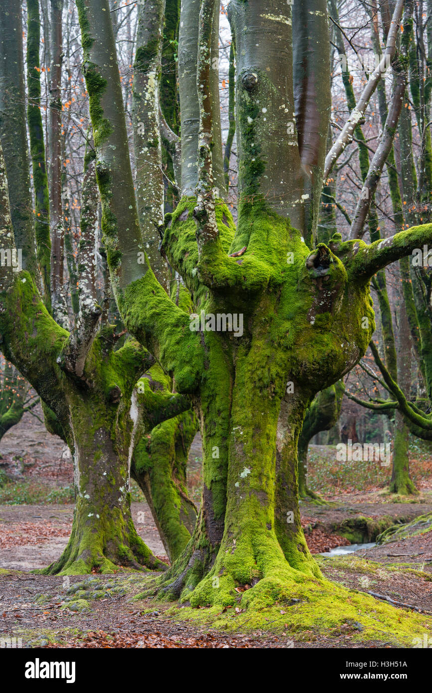 Il parco di natura Gorbea, Parque Natural de Gorbea, foresta di Otzarreta, Gorbeia, Paese Basco, Bizkaia, Spagna Foto Stock