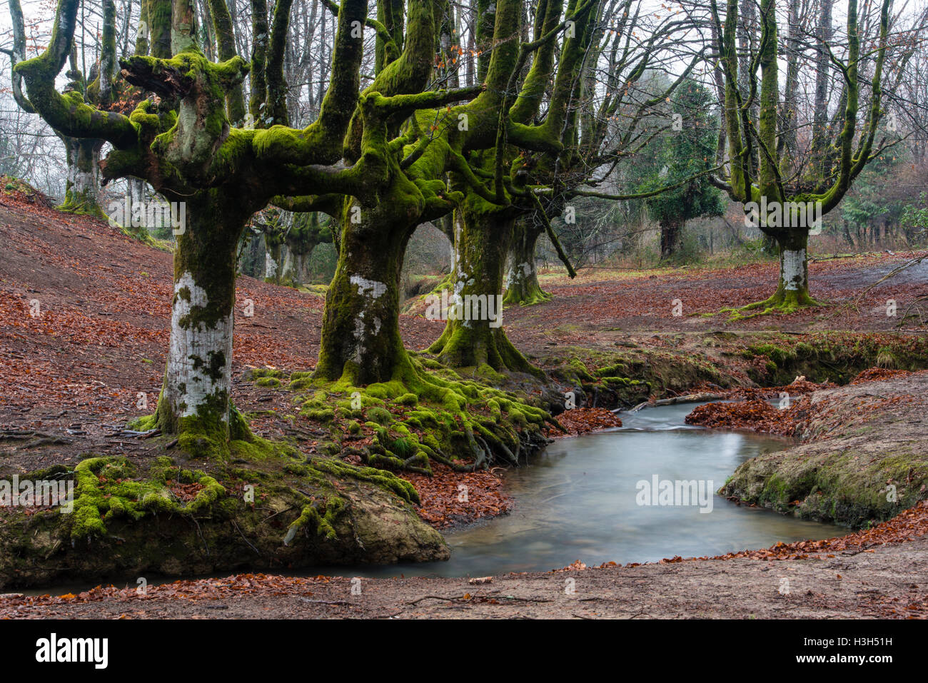 Il parco di natura Gorbea, Parque Natural de Gorbea, foresta di Otzarreta, Gorbeia, Paese Basco, Bizkaia, Spagna Foto Stock