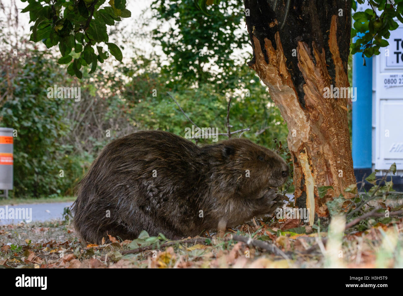 Wien, Vienna: Eurasian castoro europeo (Castor fiber) è sceso abbattimento albero vicino al sentiero ad Alte Donau (Vecchio Danubio), 22., Wien Foto Stock
