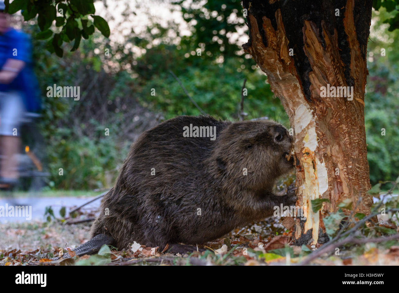 Wien, Vienna: Eurasian castoro europeo (Castor fiber) è sceso abbattimento albero vicino al sentiero ad Alte Donau (Vecchio Danubio), passando cy Foto Stock