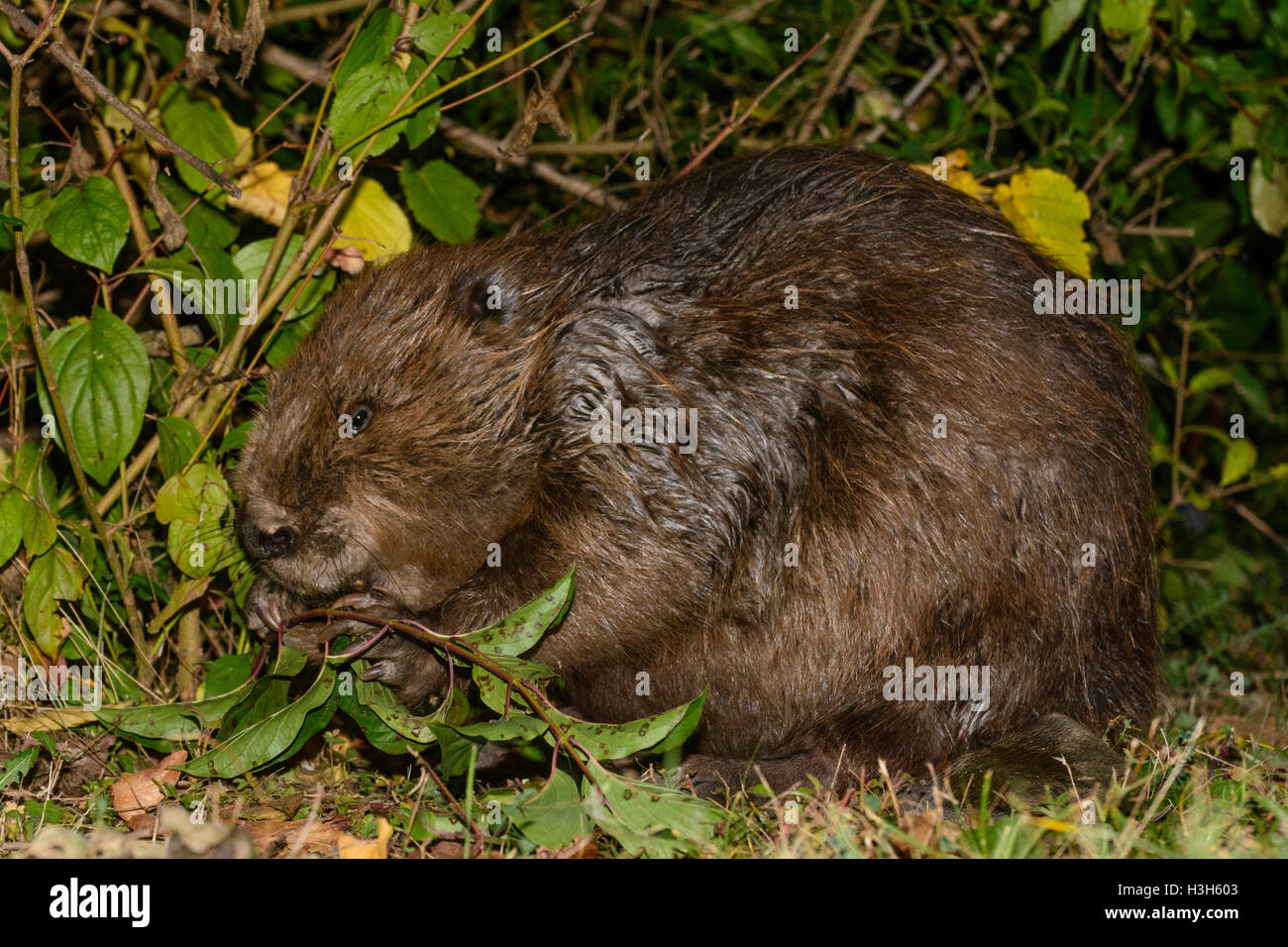 Wien, Vienna: Eurasian castoro europeo (Castor fiber) mangiando il ramo corteccia, 22., Wien, Austria Foto Stock