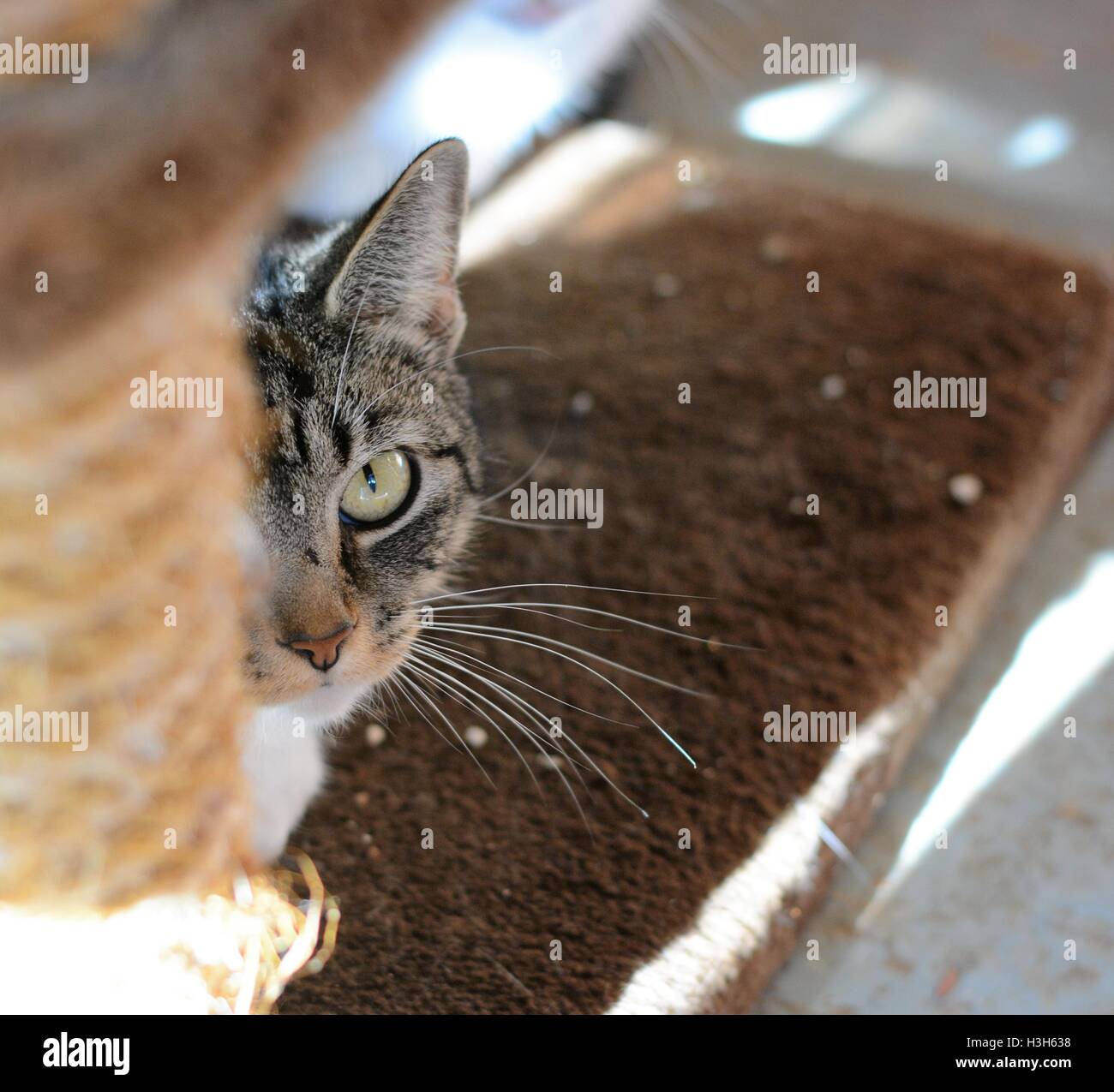 Ex senzatetto gatti in attesa di essere adottata a Barks pet rescue in Bodicote, vicino a Banbury, Regno Unito. Foto Stock