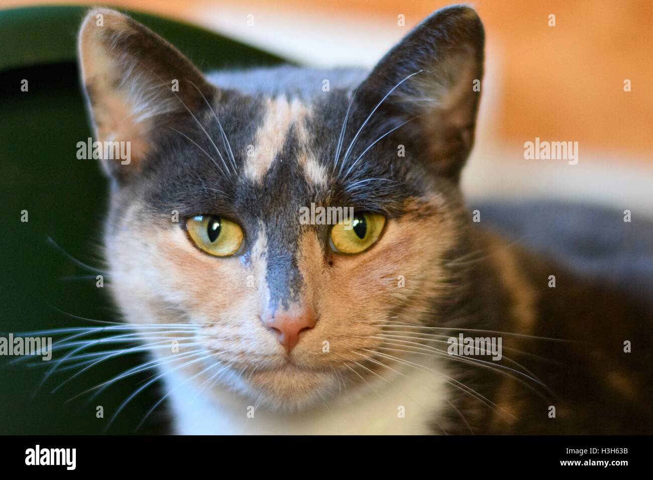 Ex senzatetto gatti in attesa di essere adottata a Barks pet rescue in Bodicote, vicino a Banbury, Regno Unito. Foto Stock