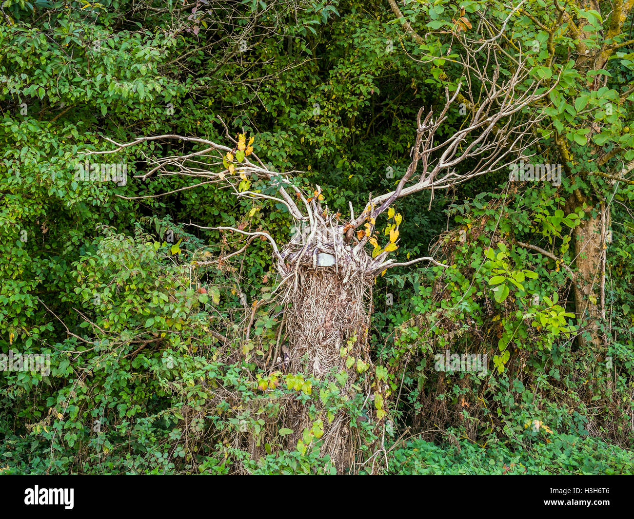 Albero morto cercando come un cervo con corna - Francia. Foto Stock