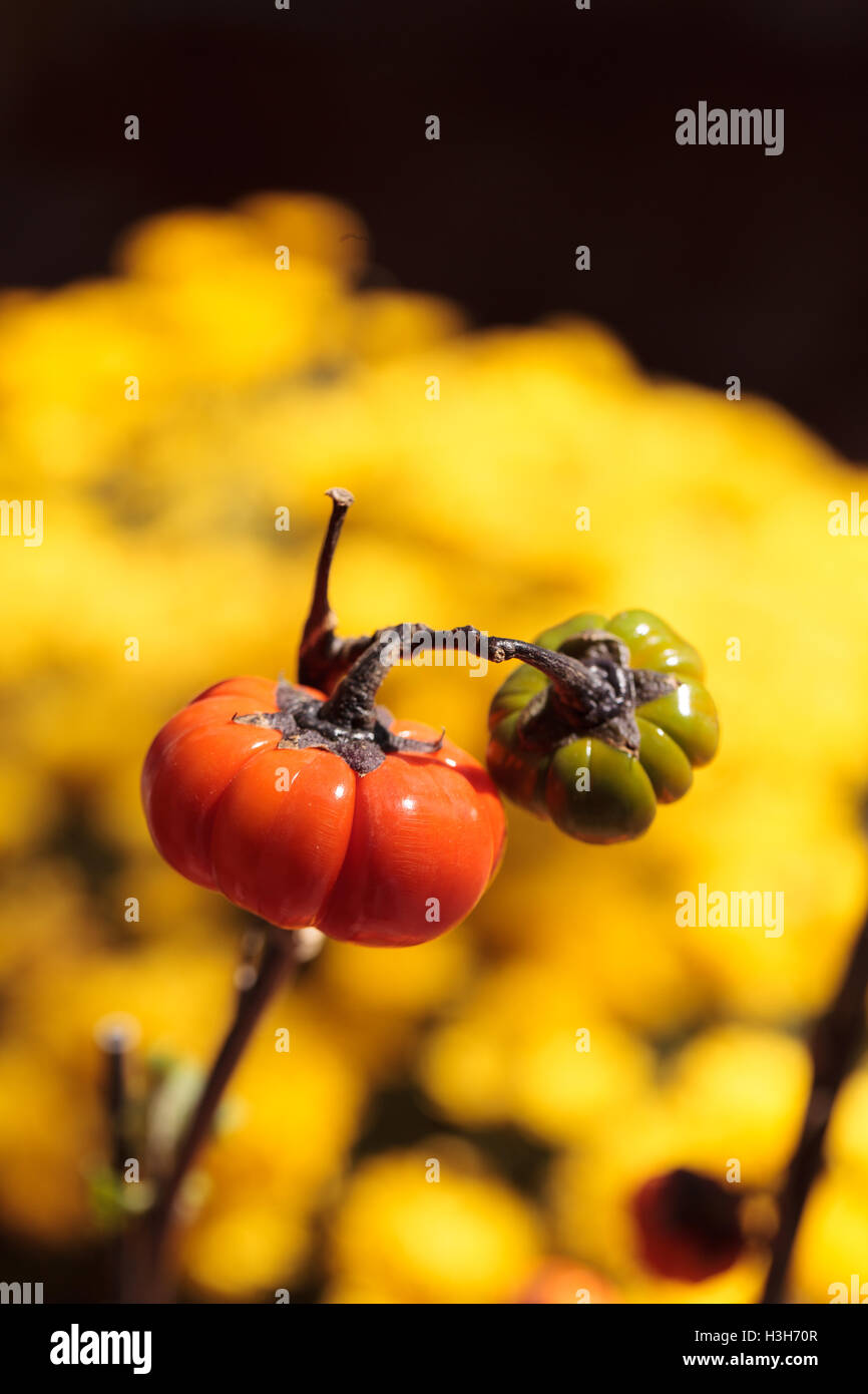 Struttura di zucca scientificamente noti come Solanum integrifolium è una pianta che appare come se si sta crescendo in miniatura zucche arancione. Foto Stock