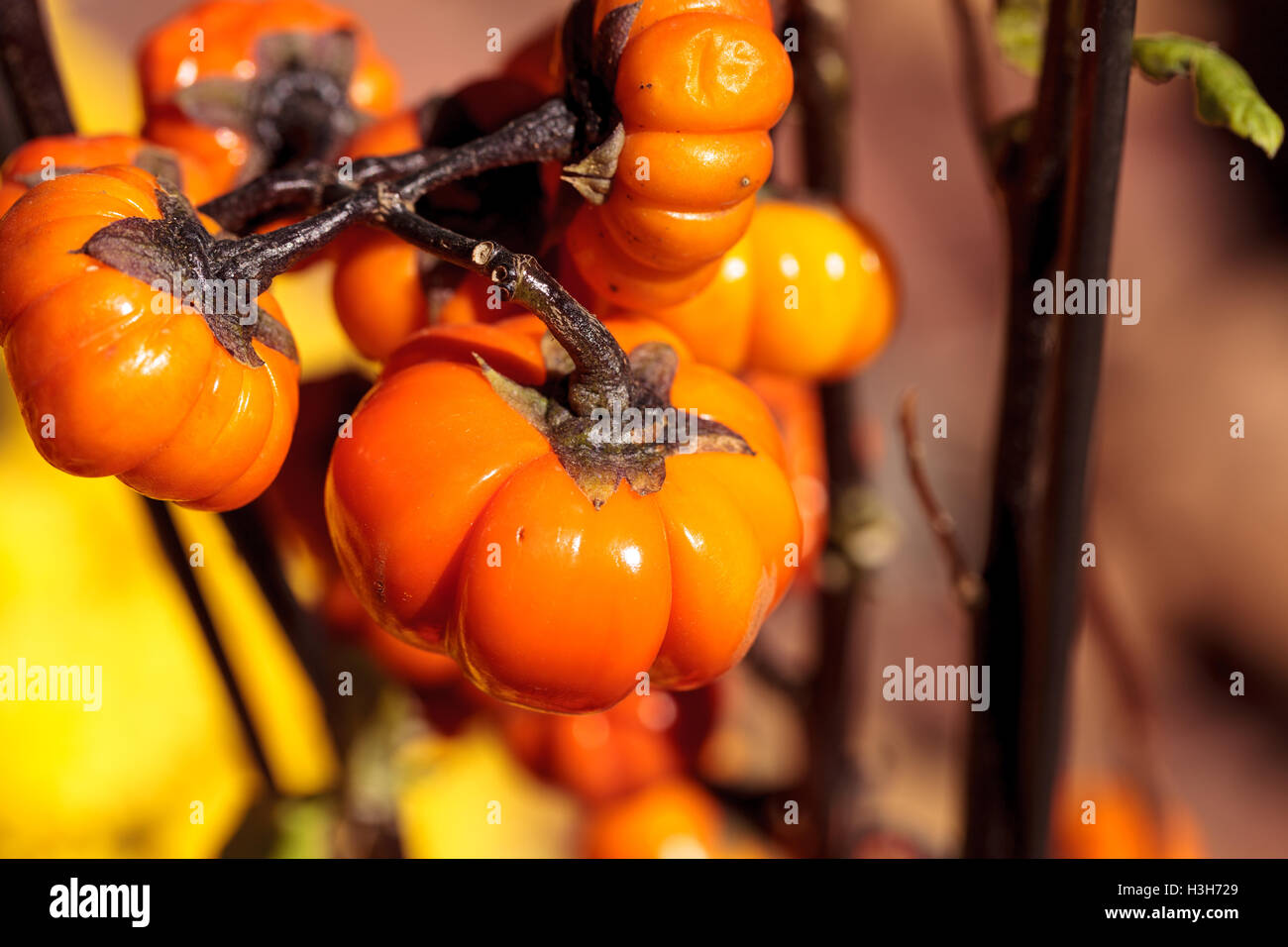 Struttura di zucca scientificamente noti come Solanum integrifolium è una pianta che appare come se si sta crescendo in miniatura zucche arancione. Foto Stock