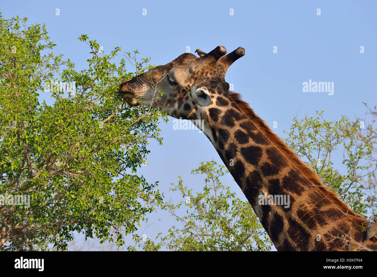 La giraffa pascolare sugli alti alberi vicino a Sukuza resto Camp , il Kruger Park, Sud Africa Foto Stock