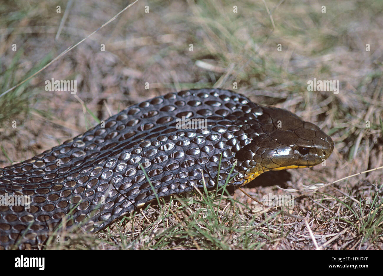 Tiger snake (Notechis scutatus) Foto Stock
