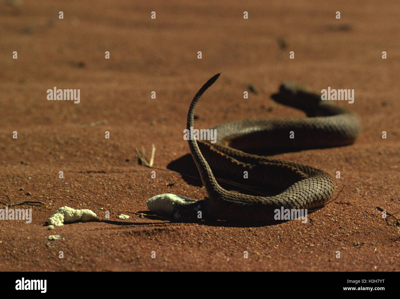 La morte del deserto sommatore (Acanthophis Pirro) Foto Stock