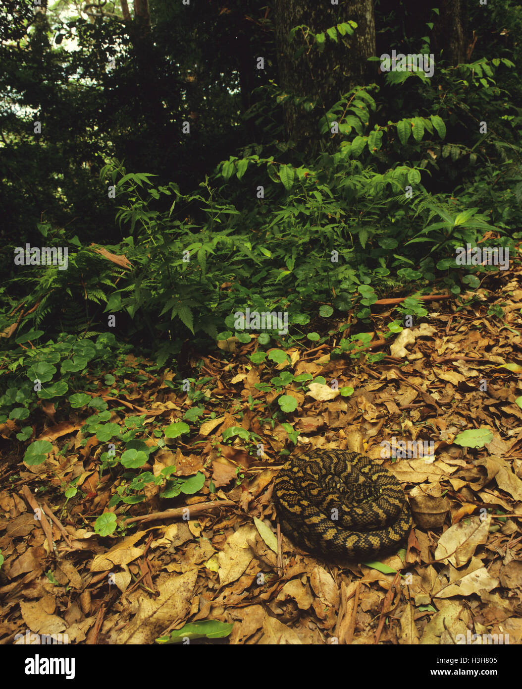 Tappeto python (Morelia spilota) Foto Stock