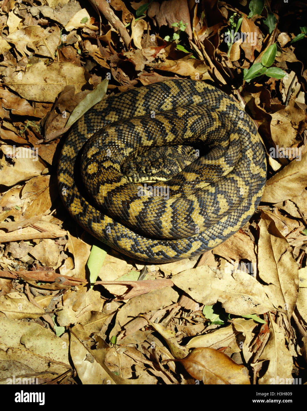 Tappeto python (Morelia spilota) Foto Stock