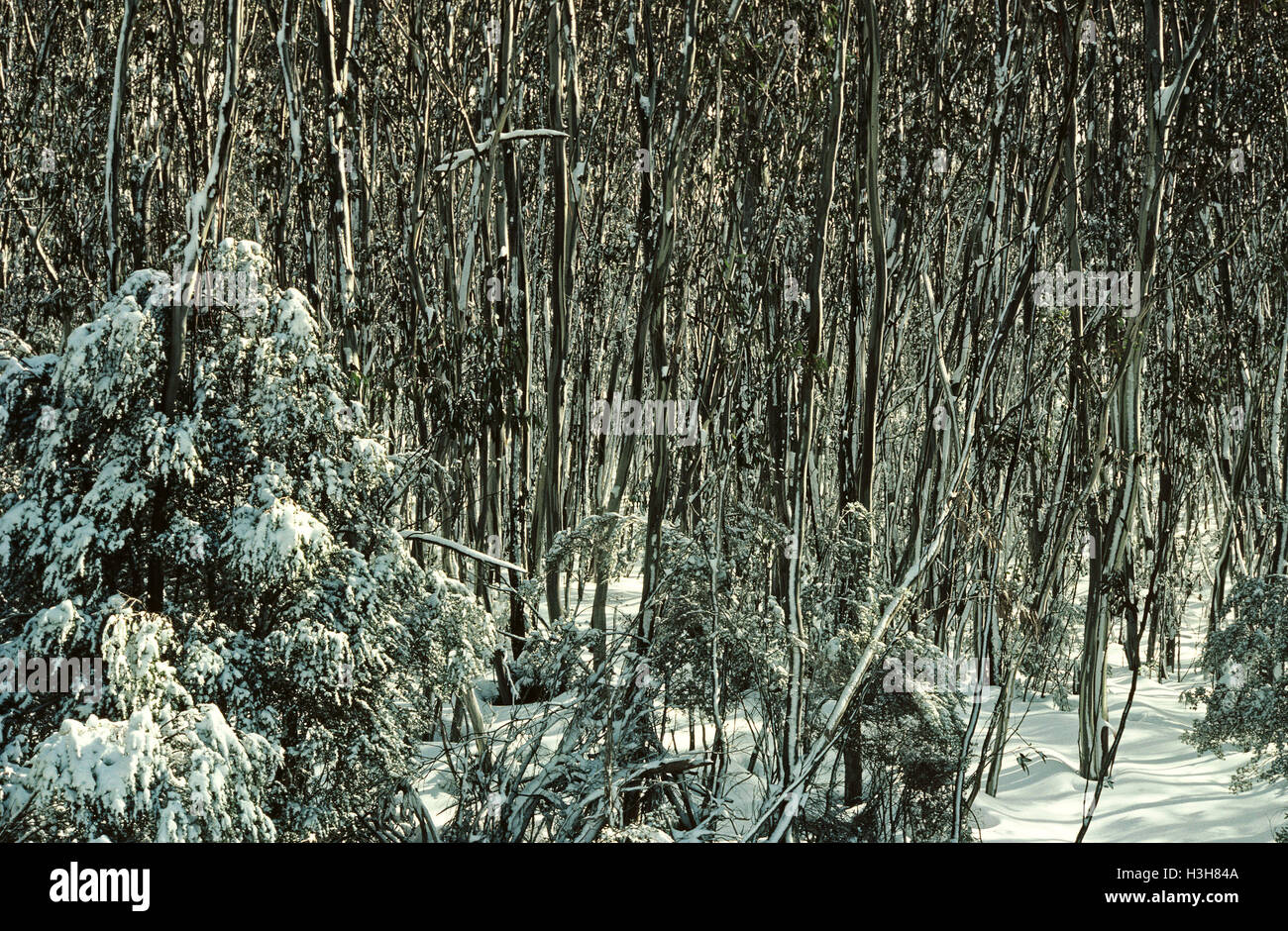 Gomma di neve (eucalyptus pauciflora) Foto Stock