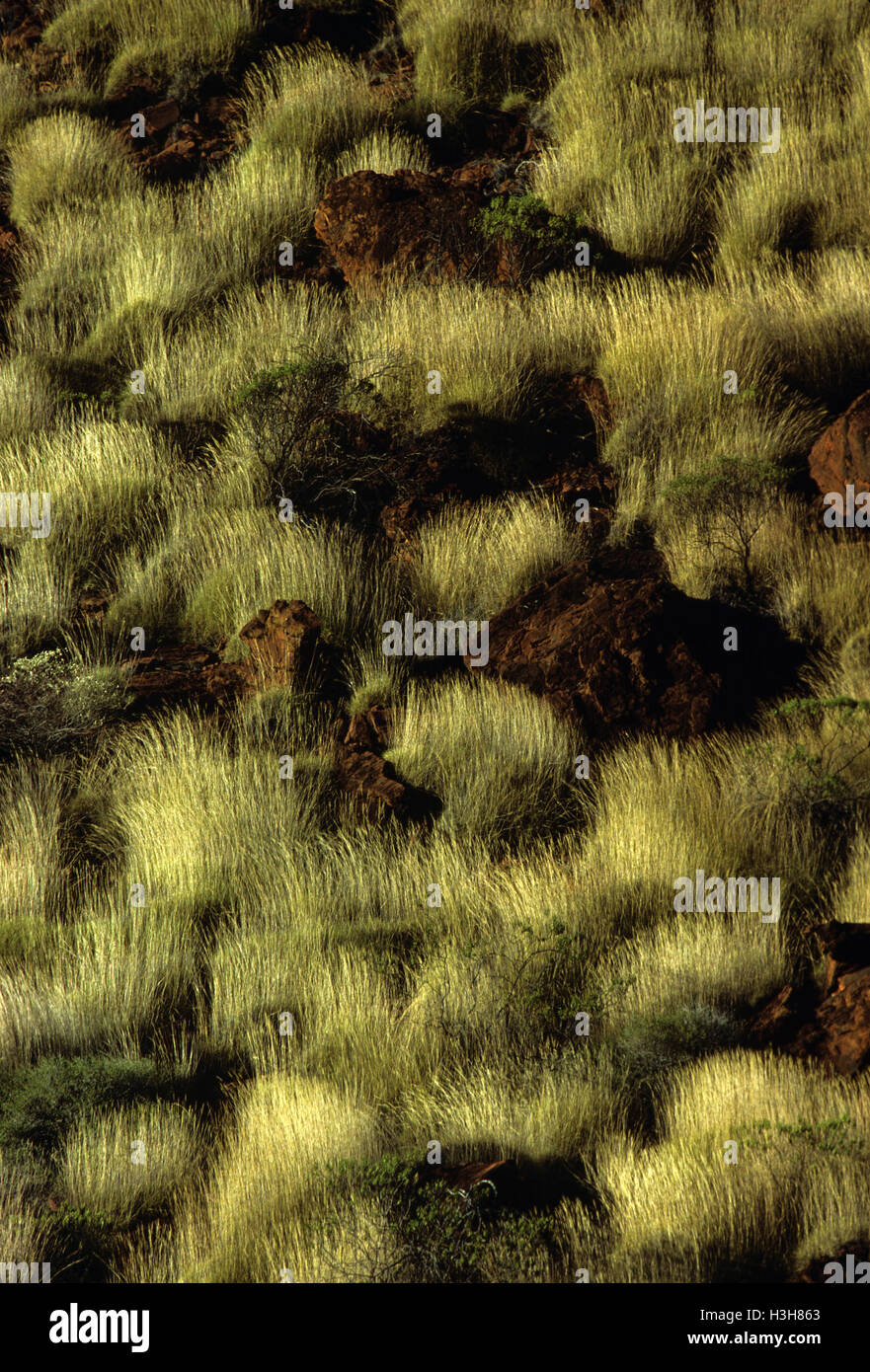 Spinifex Triodia (sp). Foto Stock