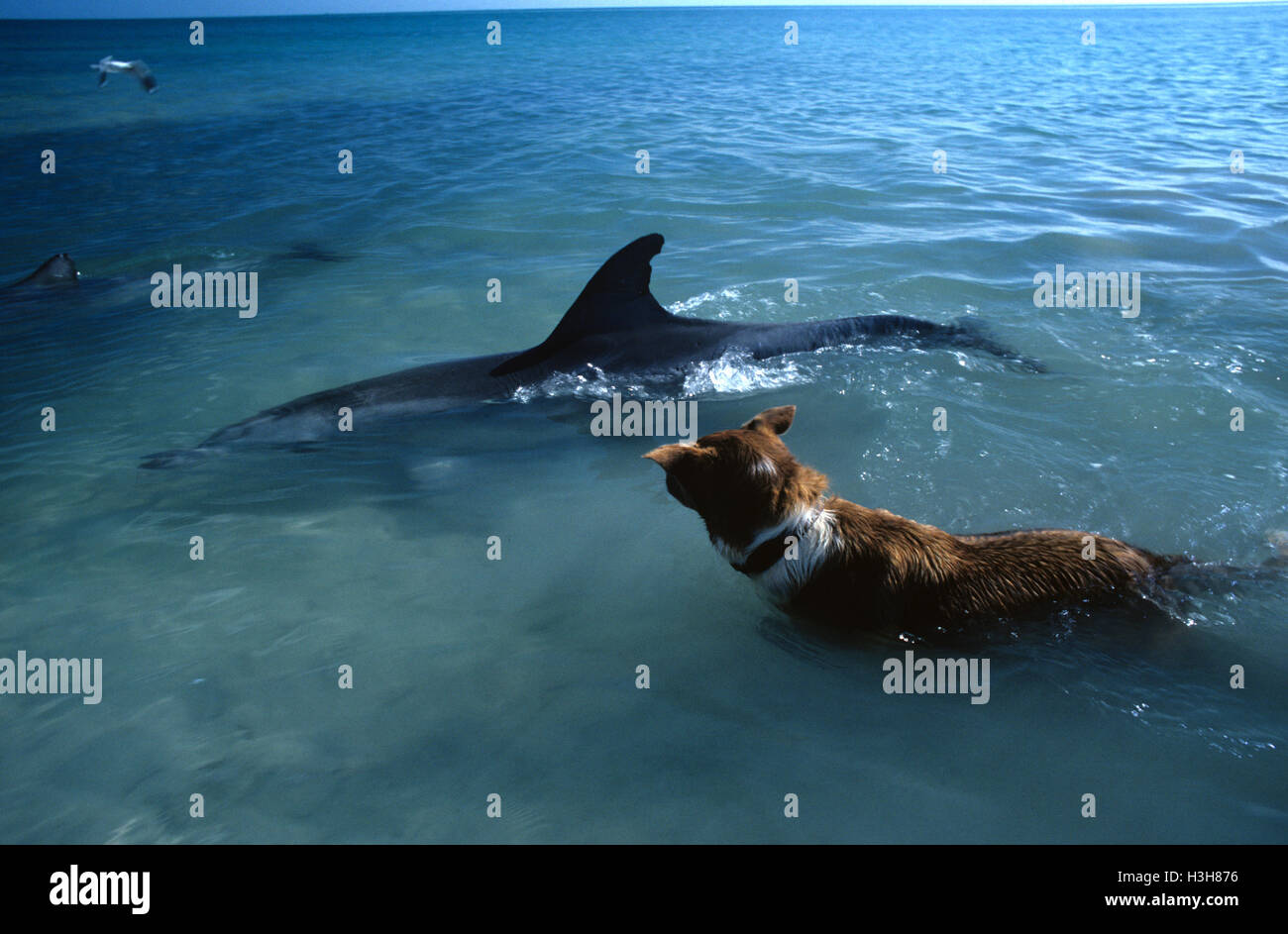 Il tursiope o delfino maggiore (Tursiops truncatus) Foto Stock