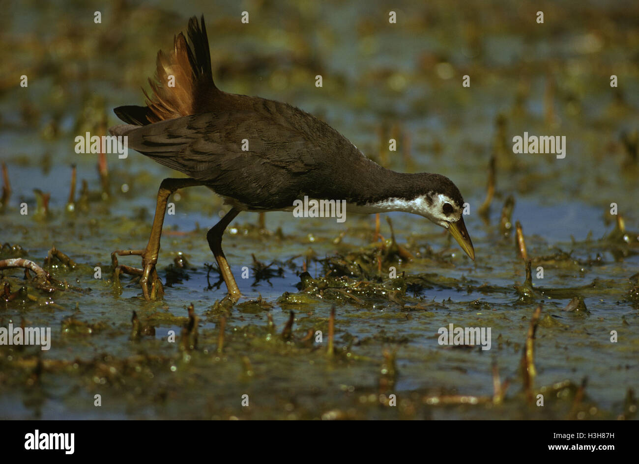 Bianco-breasted waterhen (amaurornis phoenicurus) Foto Stock