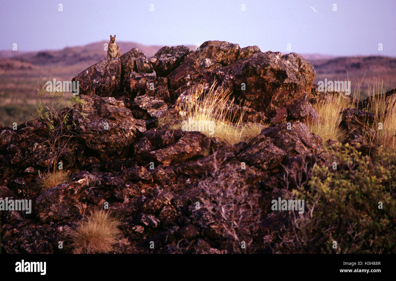 Viola a collo-rock wallaby (Petrogale purpureicollis) Foto Stock