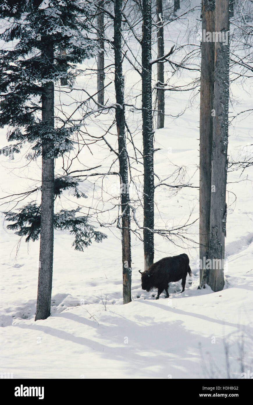 I bisonti americani (Bison bison) Foto Stock