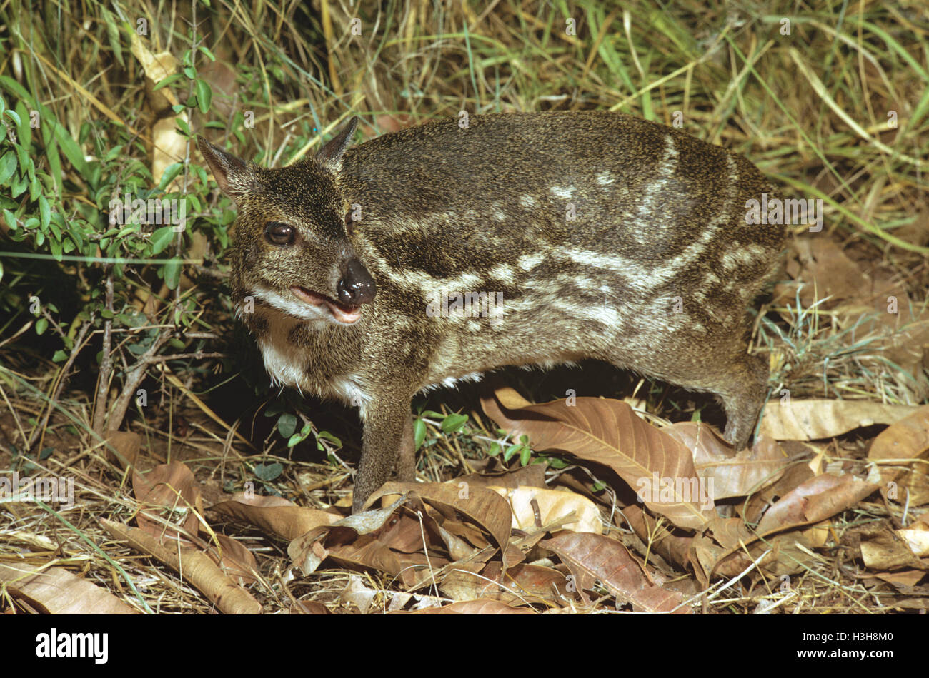 Avvistati Indiani chevrotain (Moschiola indica) Foto Stock