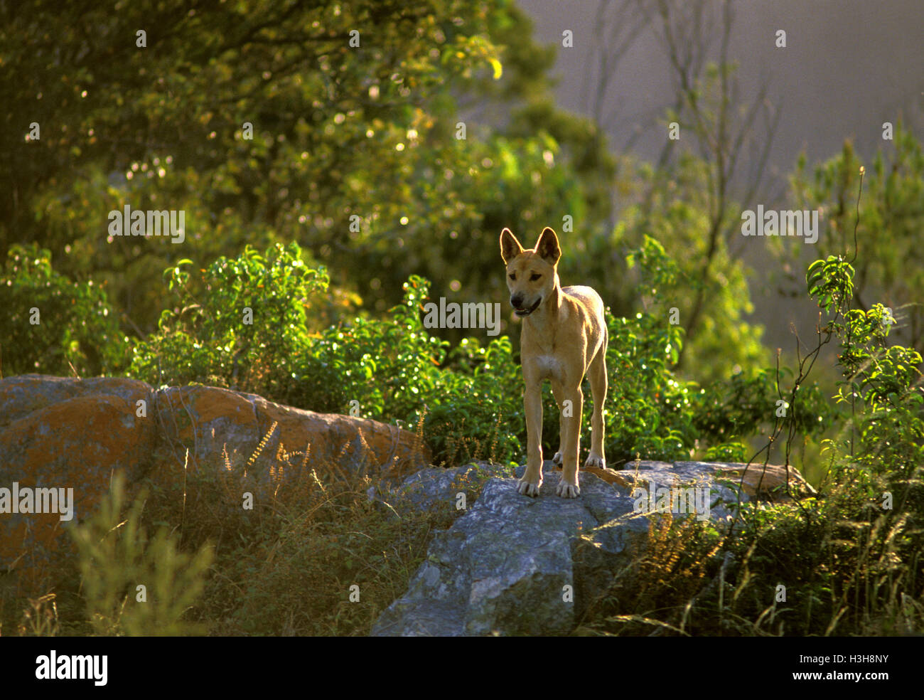 Dingo (Canis dingo) Foto Stock