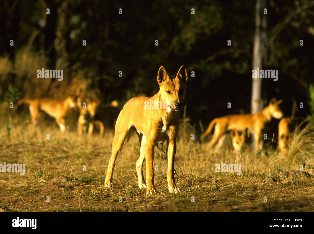Dingo (Canis dingo) Foto Stock
