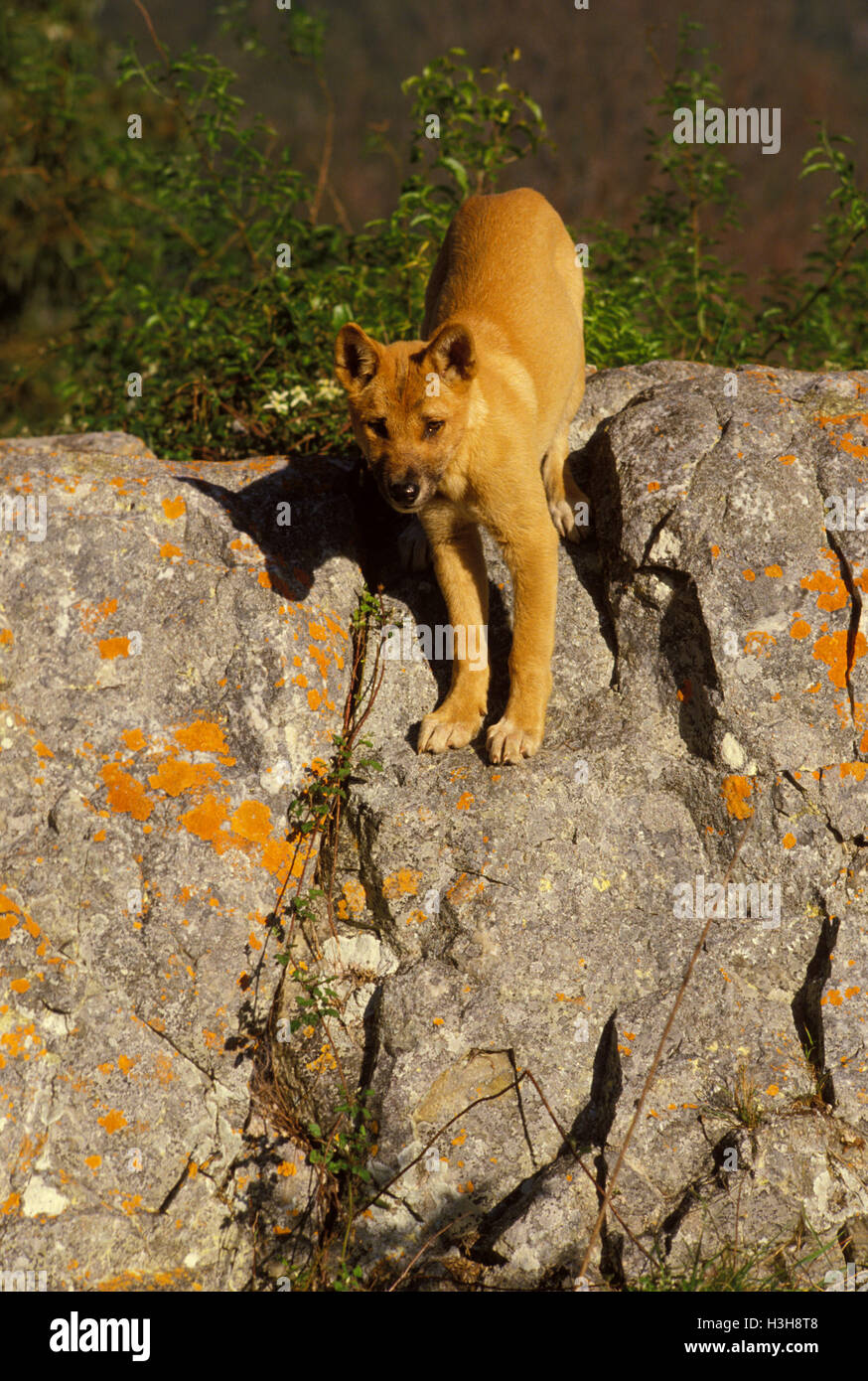 Dingo (canis dingo) Foto Stock