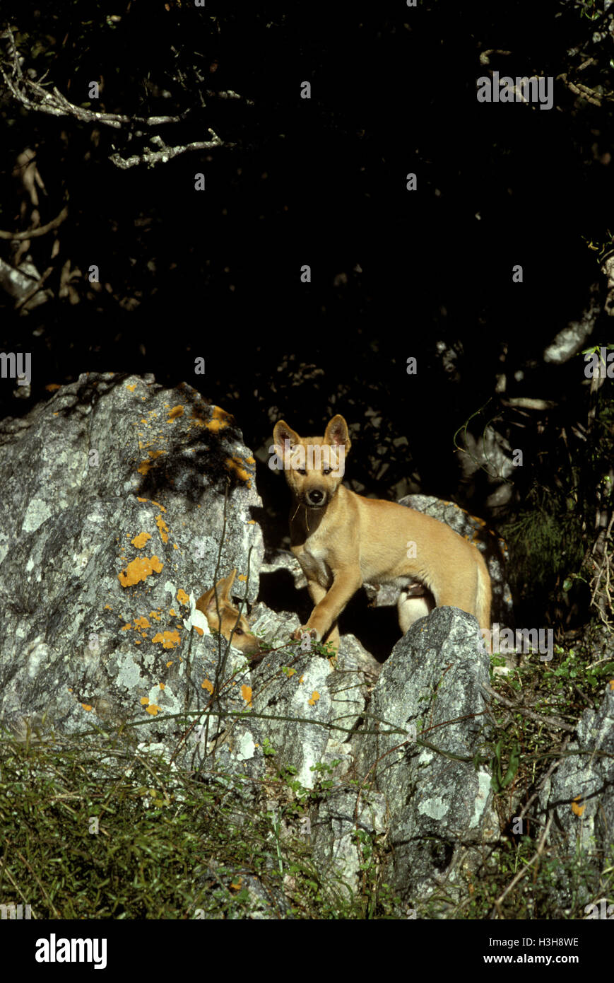 Dingo (canis dingo) Foto Stock