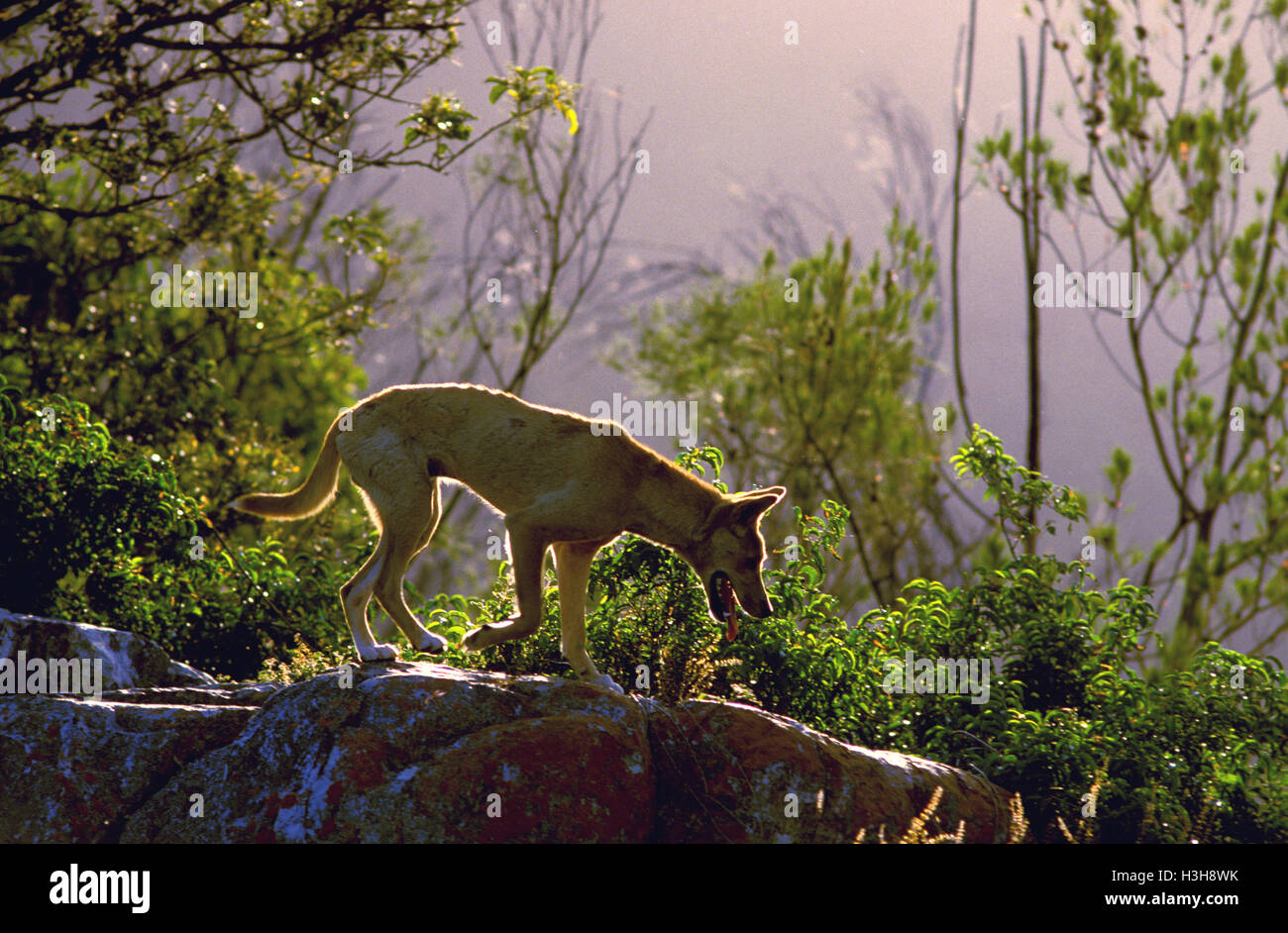 Dingo (canis dingo) Foto Stock