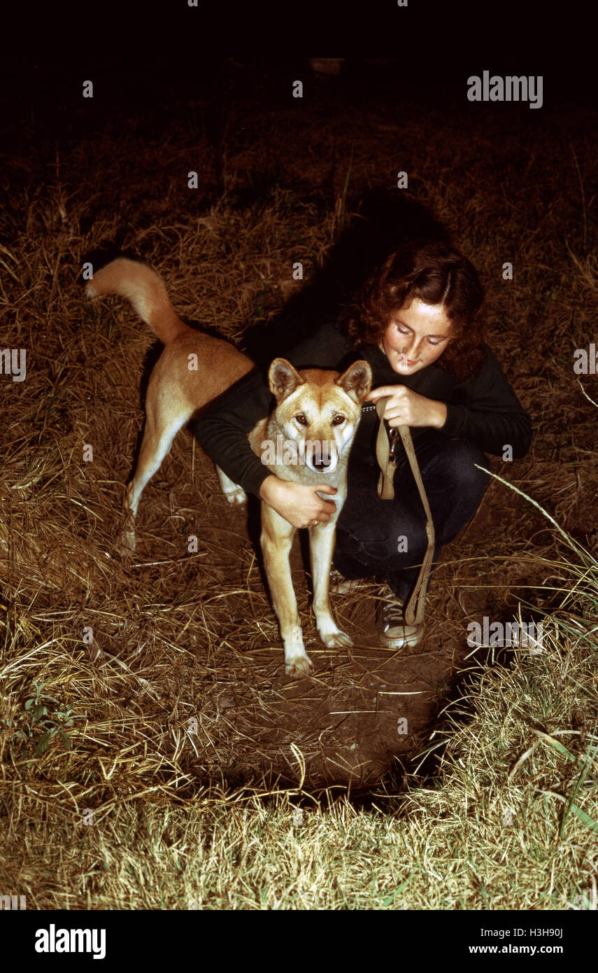 Dingo (Canis dingo) Foto Stock