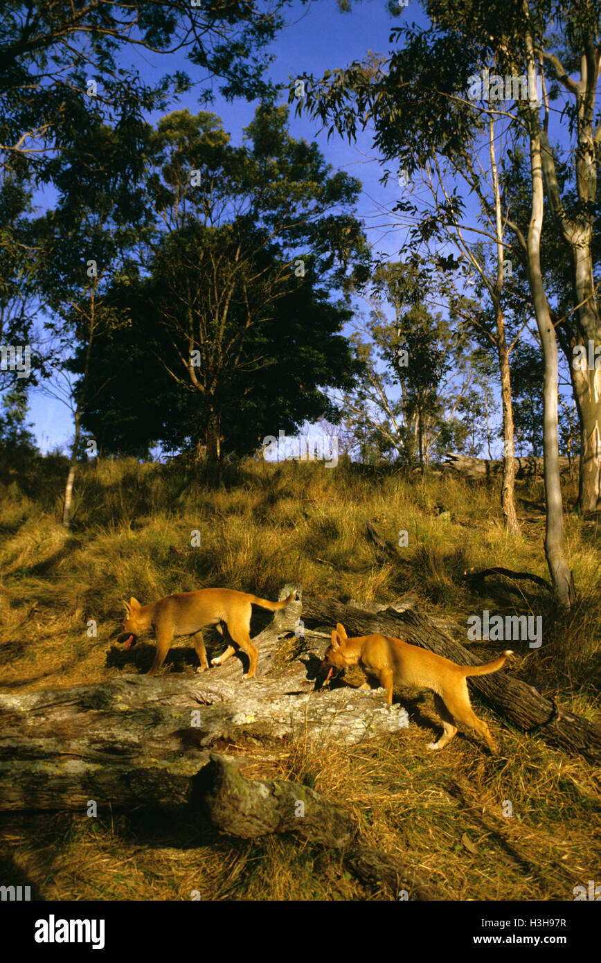 Dingo (canis dingo) Foto Stock