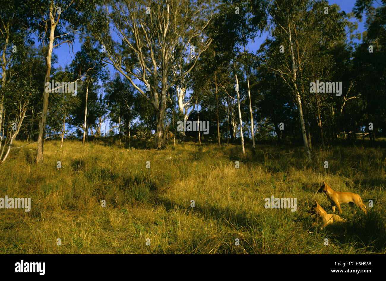 Dingo (canis dingo) Foto Stock