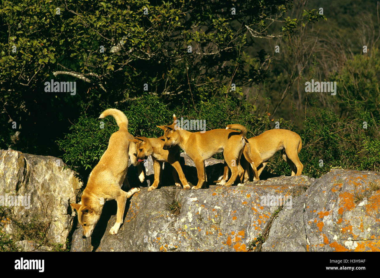 Dingo (canis dingo) Foto Stock