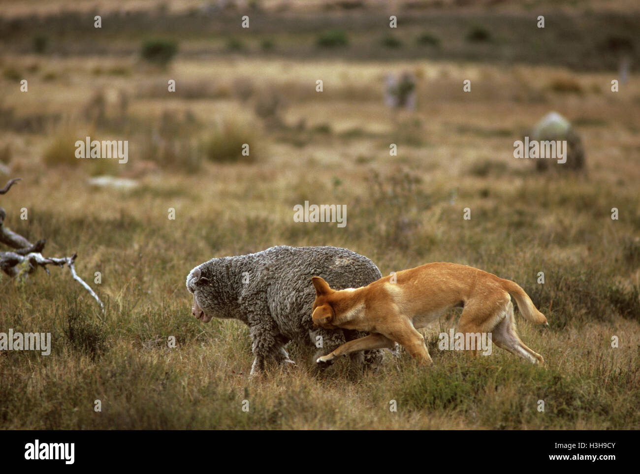 Dingo (canis dingo) Foto Stock