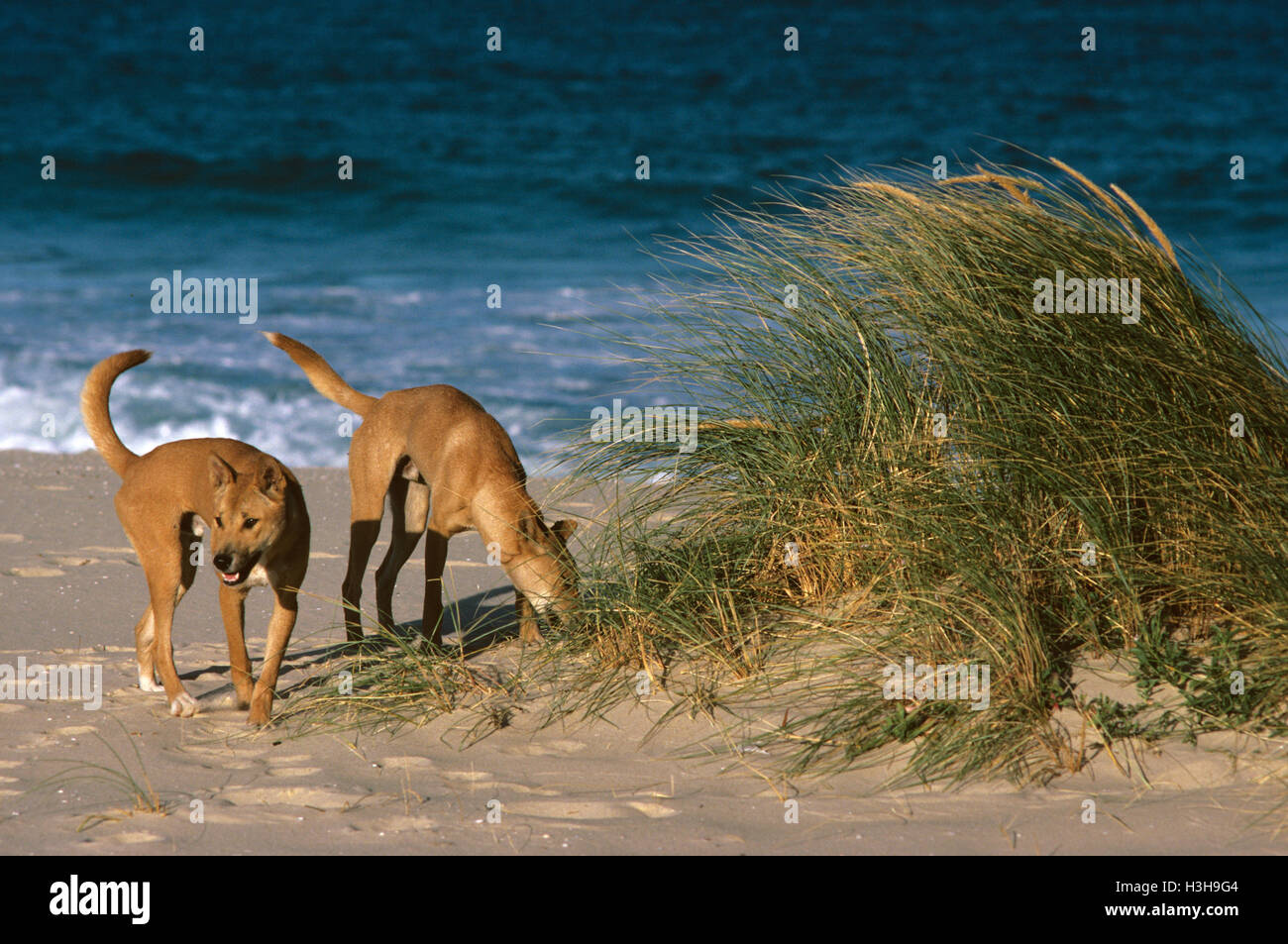 Dingo (Canis dingo) Foto Stock