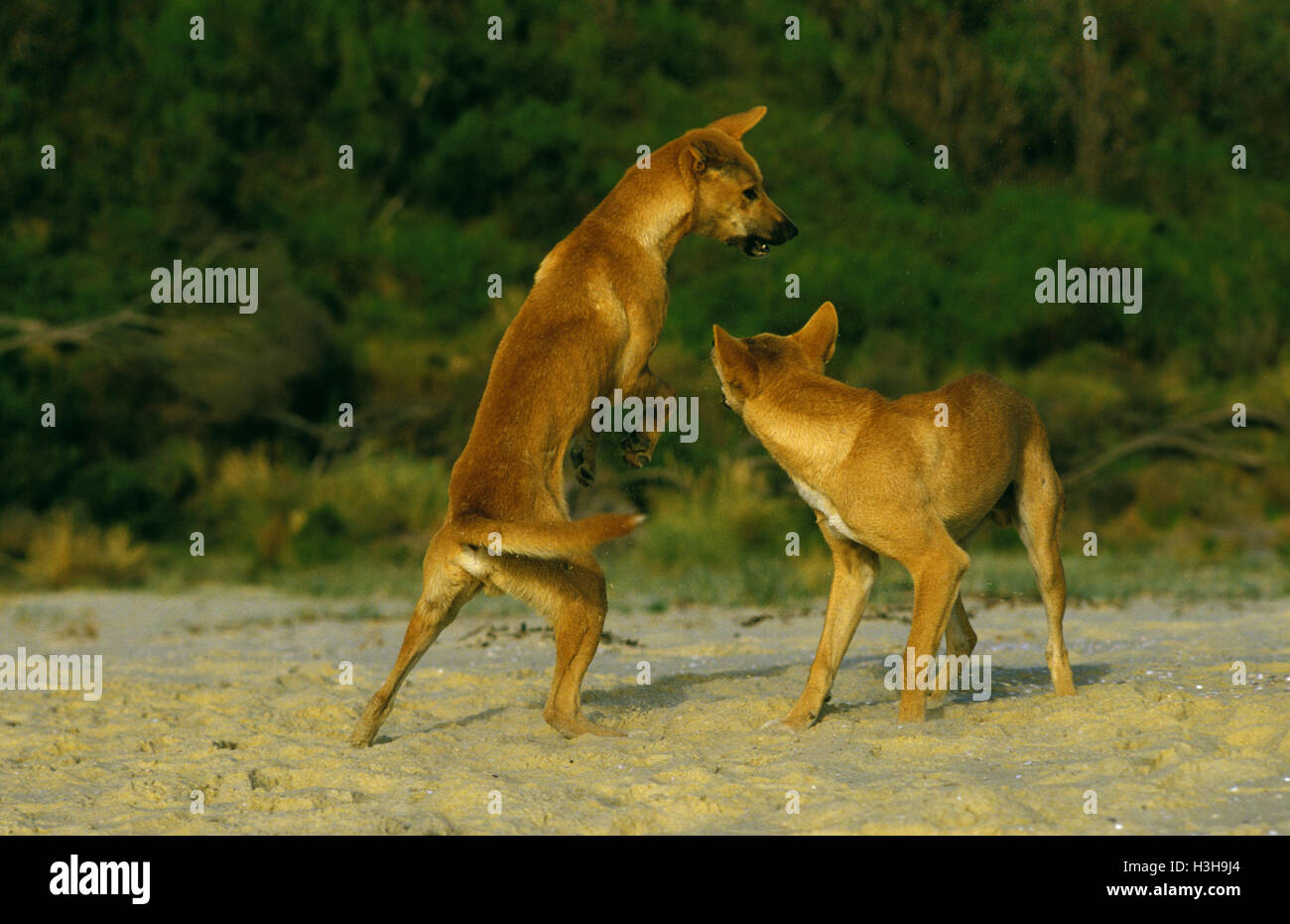 Dingos (canis dingo), giocando. Sud del New South Wales, Australia Foto Stock