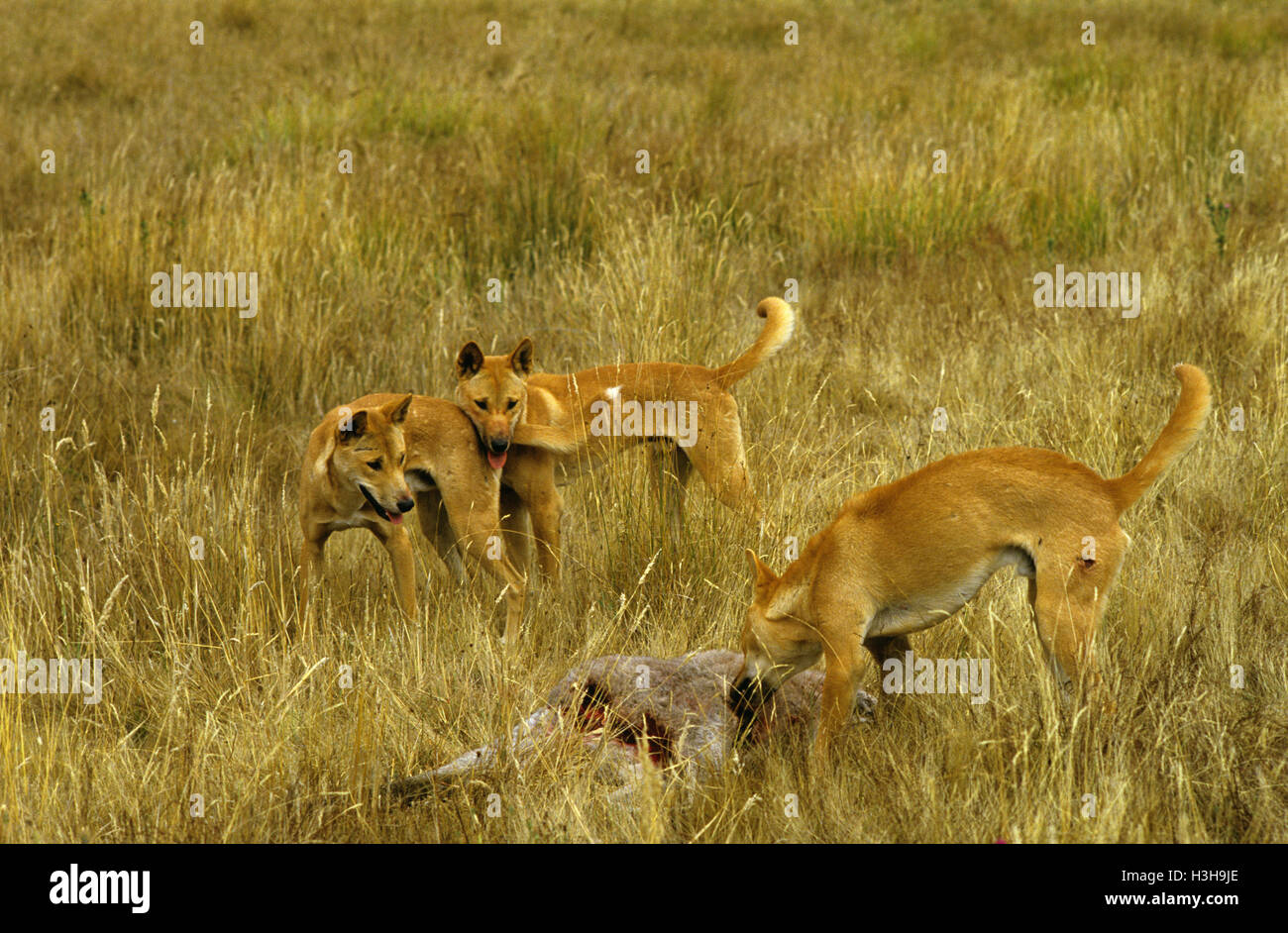 Dingo Rats Dingo eating immagini e fotografie stock ad alta risoluzione - Alamy
