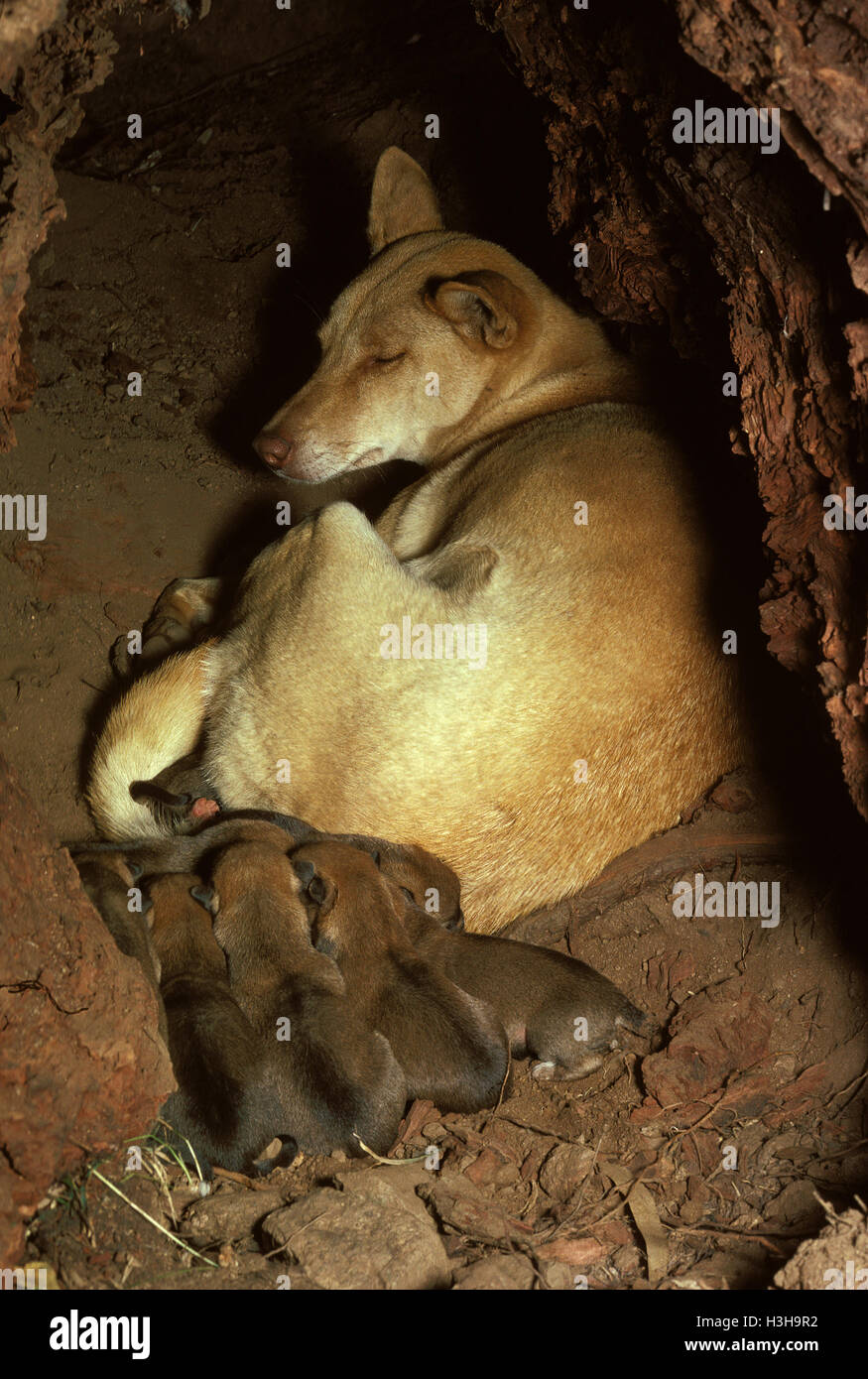 Dingo (Canis dingo) Foto Stock