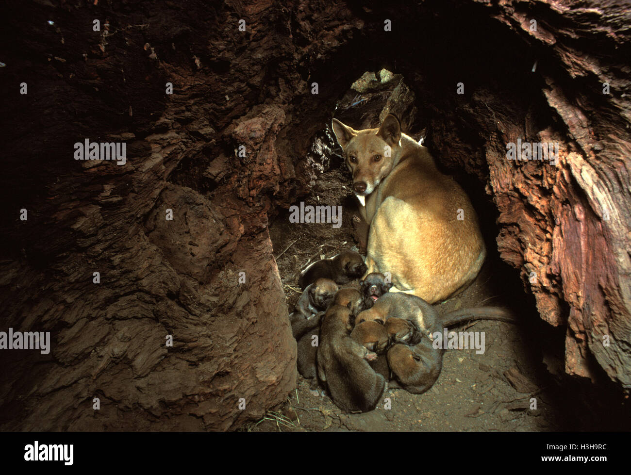 Dingo (Canis dingo) Foto Stock