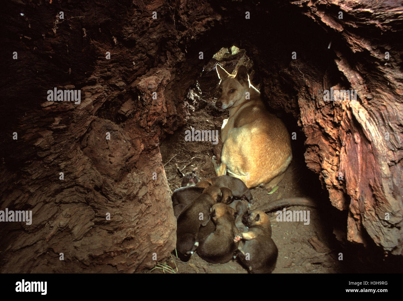 Dingo (canis dingo) Foto Stock