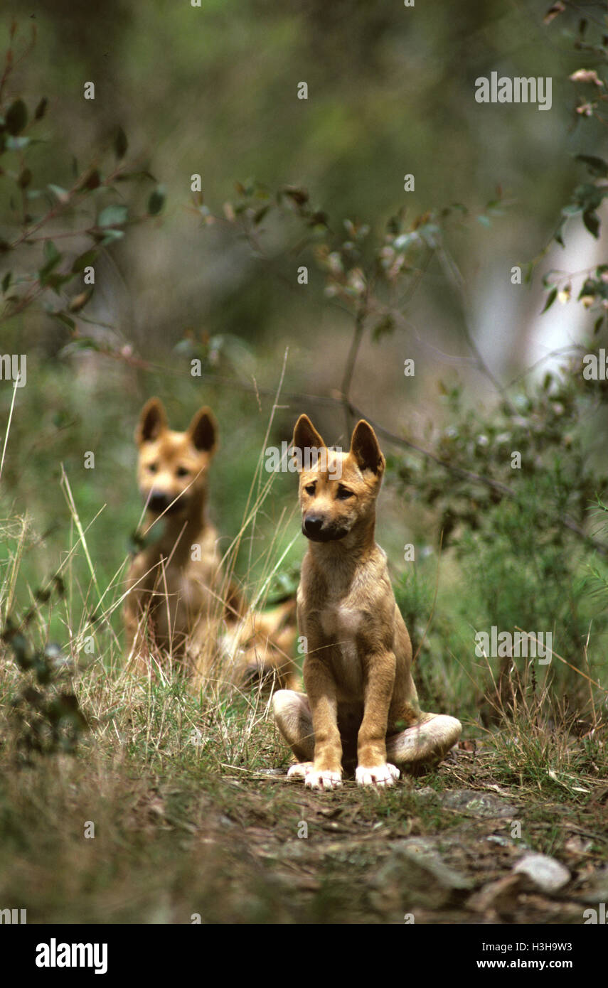 Dingo (Canis dingo) Foto Stock