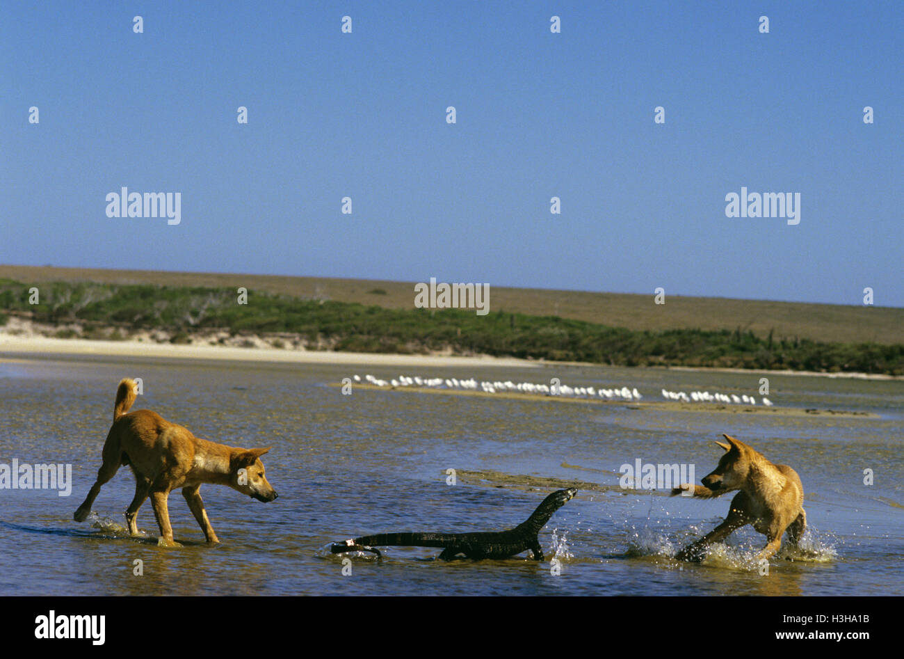 Dingo (canis dingo) Foto Stock